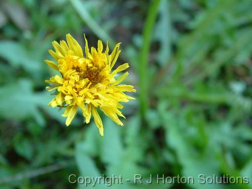 Dandilion Flower 